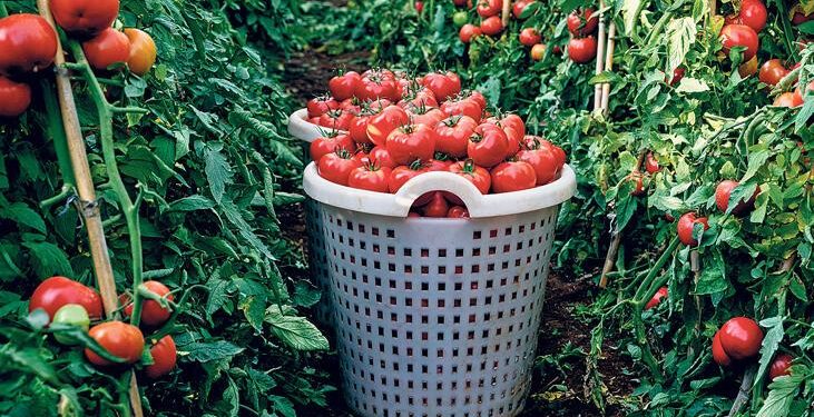 100 adımda domates fiyatı 2 katına çıkıyor
