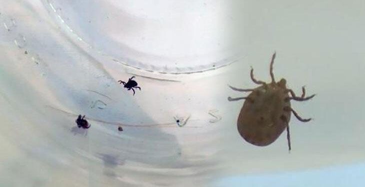 Karadeniz uyarısı: Sahildeki kenelerin cinsi farklı