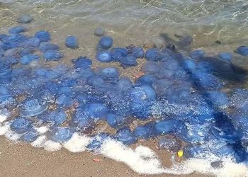 Koyu mavi renkli ve uzun kuyruklu! Denize girmek isteyenler şoke oldu