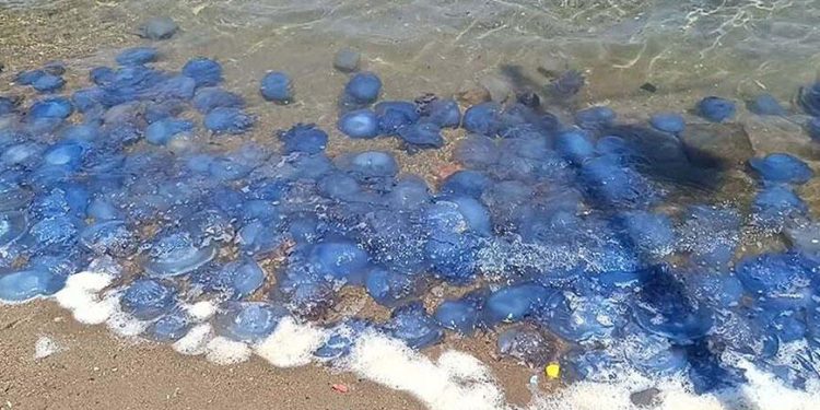 Koyu mavi renkli ve uzun kuyruklu! Denize girmek isteyenler şoke oldu