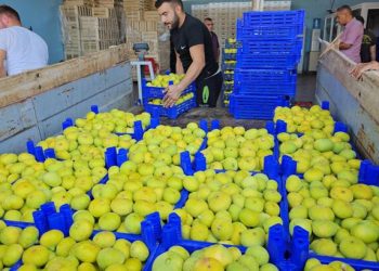 Taze incir hasadı devam ediyor! “Güzel bir sezon bekliyoruz”