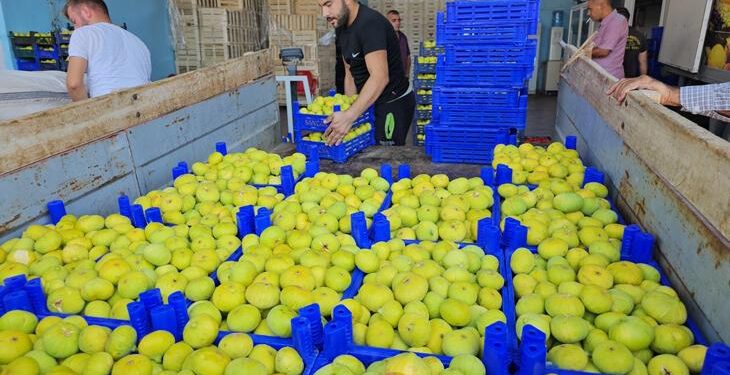 Taze incir hasadı devam ediyor! “Güzel bir sezon bekliyoruz”