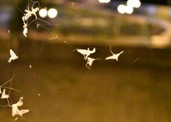 Üç gün önce başladı birkaç gün daha sürecek! ‘Ölüm dansı’