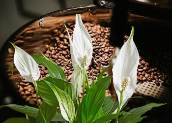 Ev bitkilerinde kahveden gübre mucizesi! Bitkilerdeki mantarı yerle bir ediyor